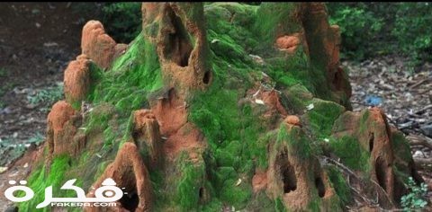 inbound2558958836915960789