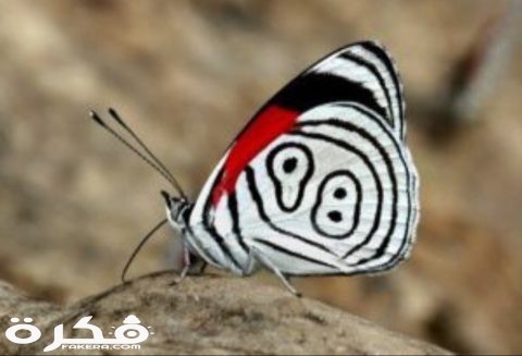 inbound3750237380391702802