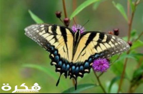 inbound5044367707061860174