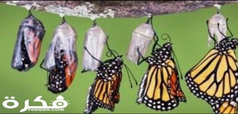 inbound8963262989363400857