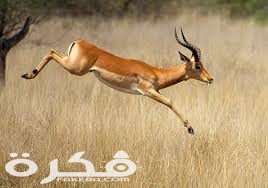 الأمبالا index 12