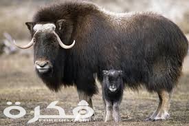 معلومات عن ثور المسك