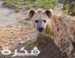 معلومات عن الحيوانات الثديية