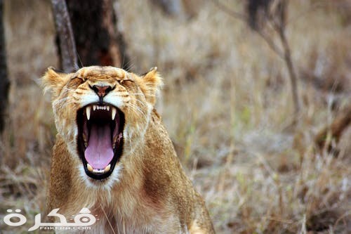 خلفيات وصور الأسد ملك الغابة 2021
