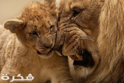 خلفيات وصور الأسد ملك الغابة 2021