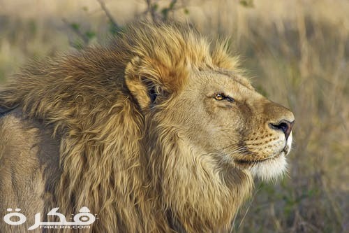 خلفيات وصور الأسد ملك الغابة 2021