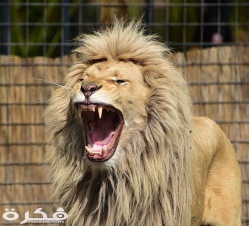 خلفيات وصور الأسد ملك الغابة 2021