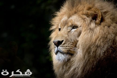 خلفيات وصور الأسد ملك الغابة 2021