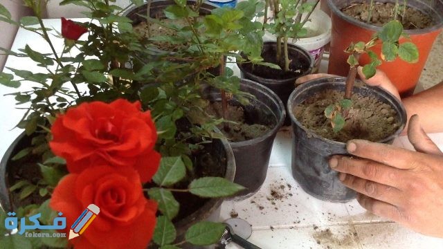 تسميد التربة