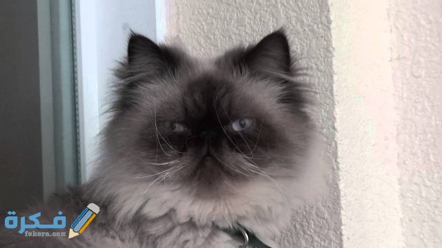 ما هي قطط الهملايا ما هي قطط الهملايا