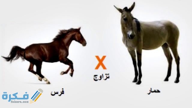 ما هو حيوان البغل