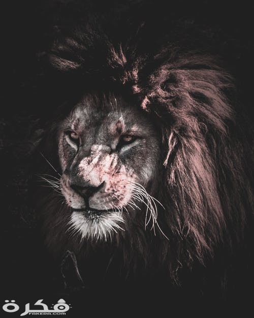خلفيات وصور الأسد ملك الغابة 2021