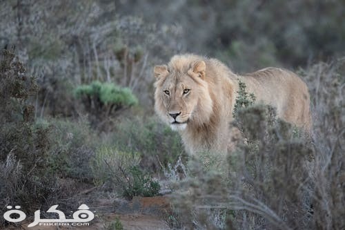 خلفيات وصور الأسد ملك الغابة 2021