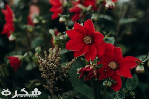 pexels photo 1405710