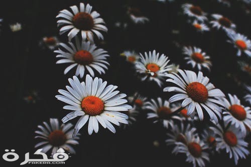 pexels photo 1447496