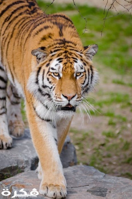 خلفيات وصور الأسد ملك الغابة 2021