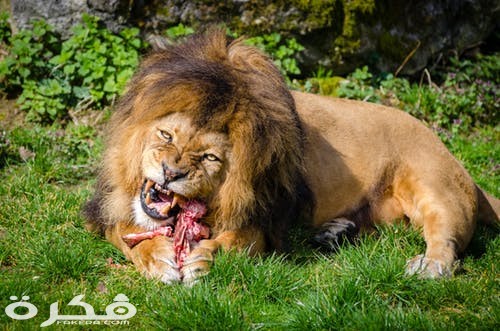 خلفيات وصور الأسد ملك الغابة 2021