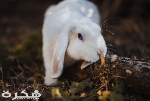 صور وخلفيات ارانب 2021