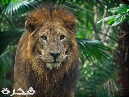 خلفيات وصور الأسد ملك الغابة 2021