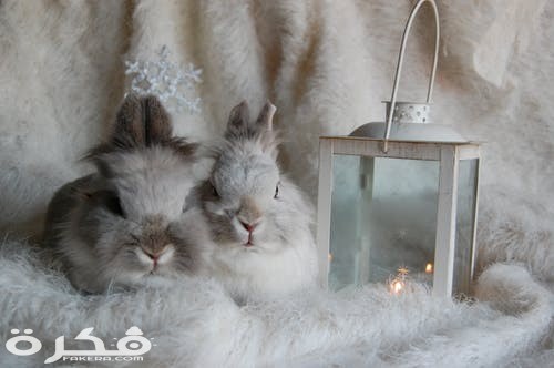 صور وخلفيات ارانب 2021