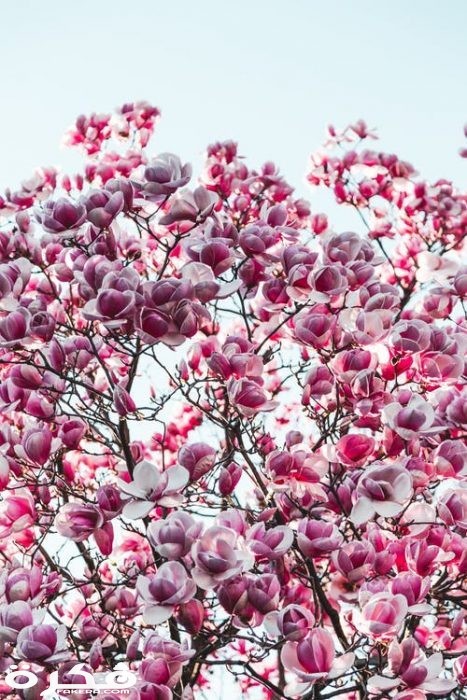 pexels photo 2033985