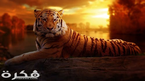 خلفيات وصور الأسد ملك الغابة 2021