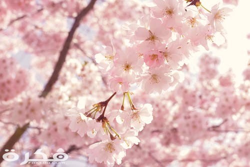 pexels photo 2099737