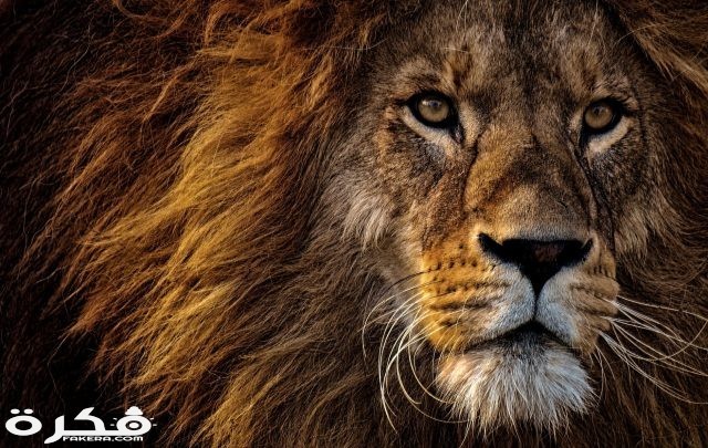 خلفيات وصور الأسد ملك الغابة 2021