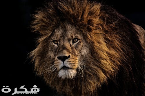 خلفيات وصور الأسد ملك الغابة 2021