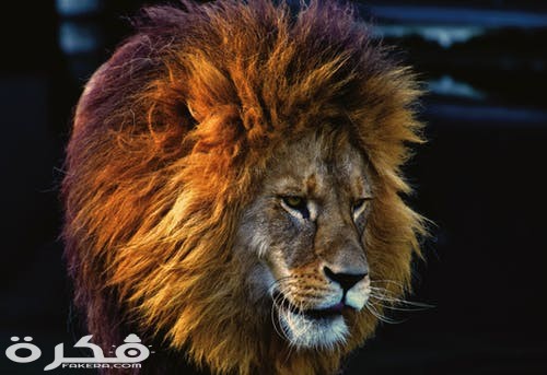 خلفيات وصور الأسد ملك الغابة 2021