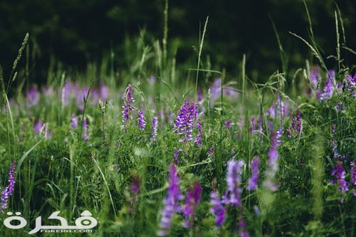 pexels photo 2345797