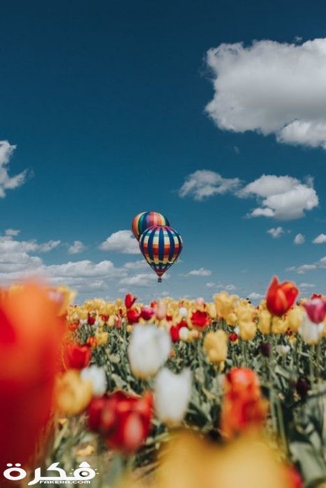 pexels photo 2388650