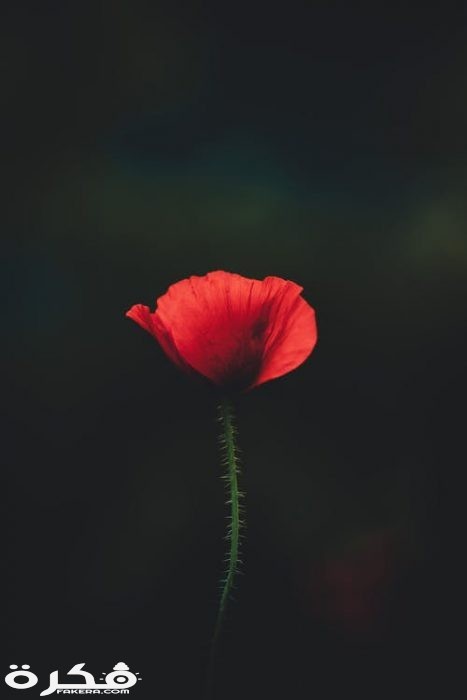 pexels photo 2567011