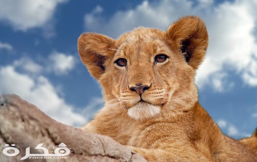 خلفيات وصور الأسد ملك الغابة 2021