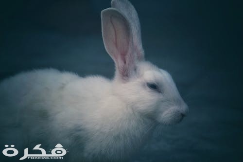 صور وخلفيات ارانب 2021