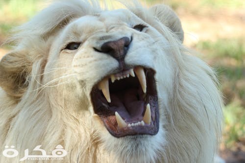 خلفيات وصور الأسد ملك الغابة 2021