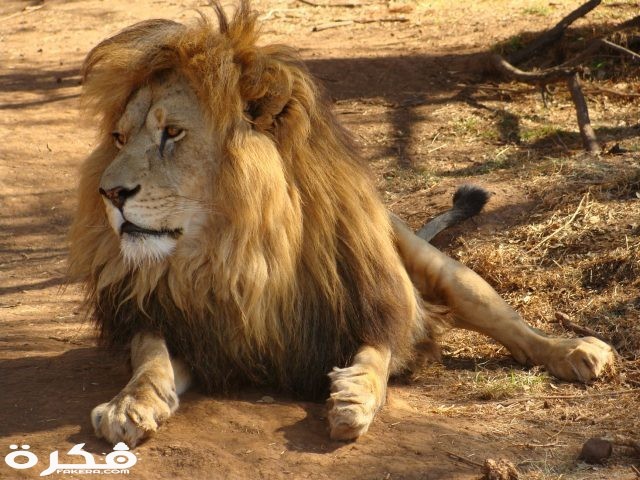 خلفيات وصور الأسد ملك الغابة 2021