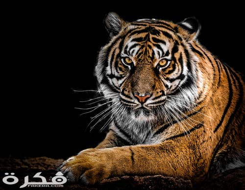 خلفيات وصور الأسد ملك الغابة 2021