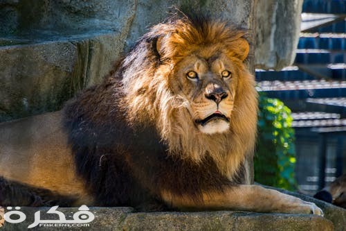 خلفيات وصور الأسد ملك الغابة 2021