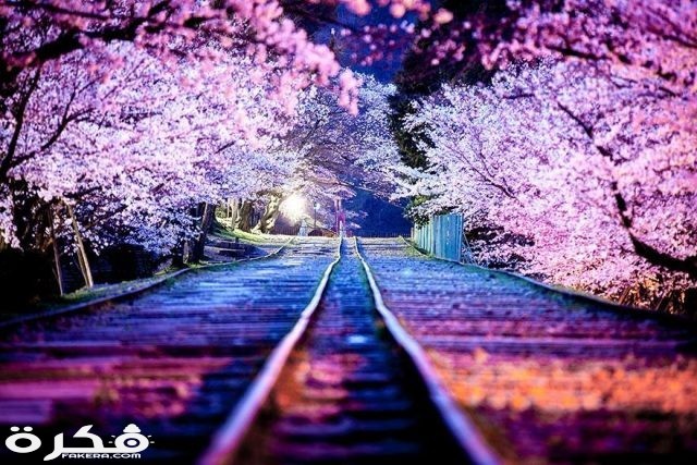 sakura japan 1