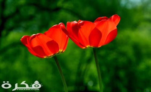 spring tulip flower nature