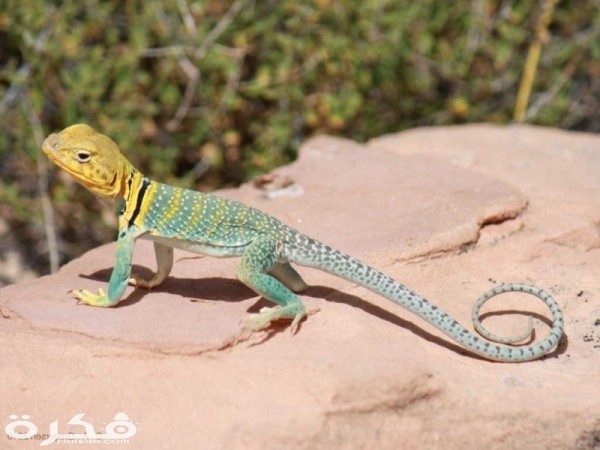 squamates facts 2182 3 1527472219