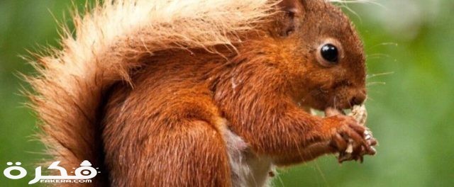 squirrel1 1 728x300 1