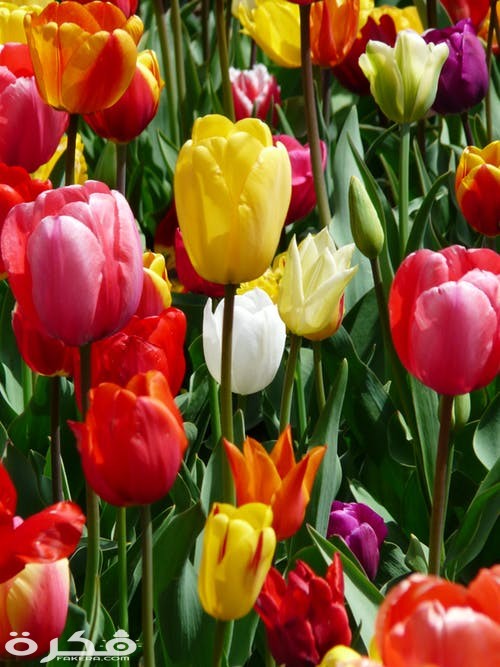 tulip yellow yellow tumor tulips 86754