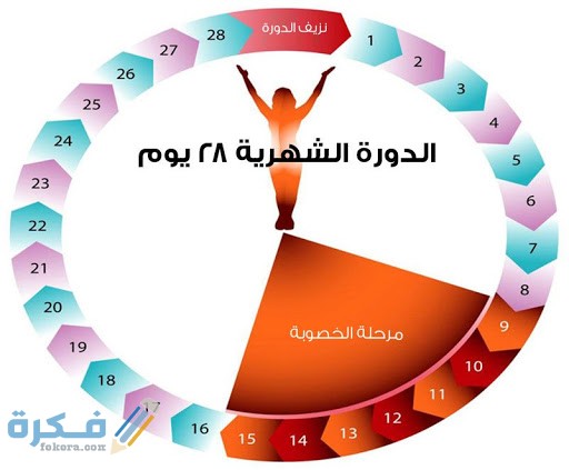 المدة الطبيعية للدورة الشهرية