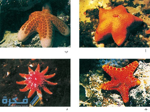 أنواع نجم البحر