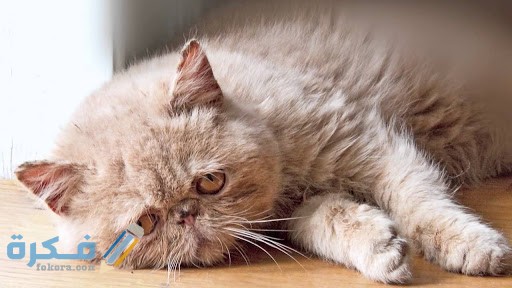 ما هي أعراض موت القطط وأسبابه