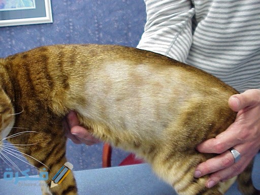 الحساسية وتساقط شعر القطط 