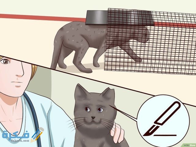 طرق أخرى لمنع القطط الدخول إلى المنزل