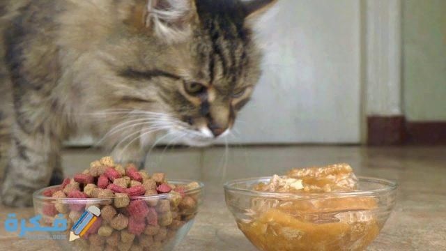 الطعام المجفف